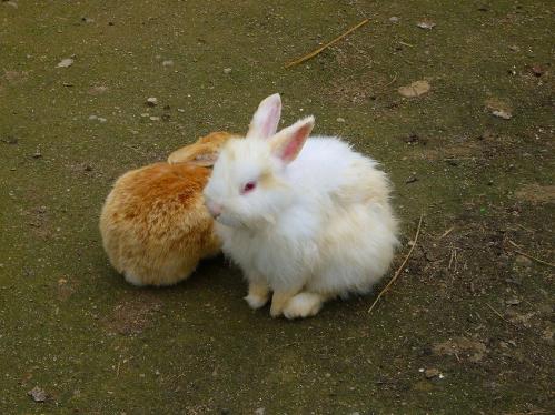 岡山_みつばち農園_ウサギ