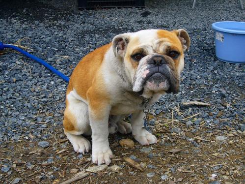 岡山_みつばち農園_お土産４