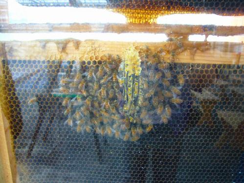 岡山_みつばち農園_ハチ