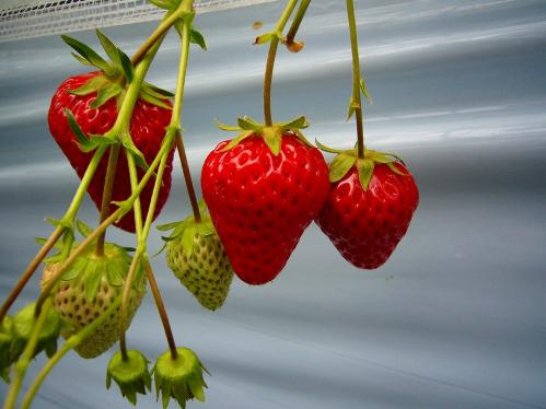 岡山_みつばち農園_イチゴ