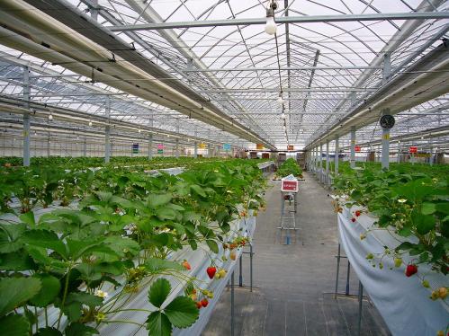 岡山_みつばち農園_イチゴ畑