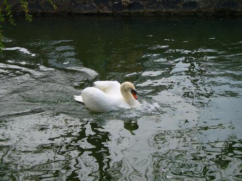 倉敷美観地区_白鳥