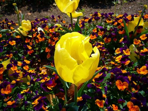 ハーベストの丘_チューリップアップ