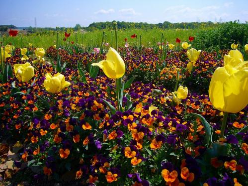 ハーベストの丘_チューリップ