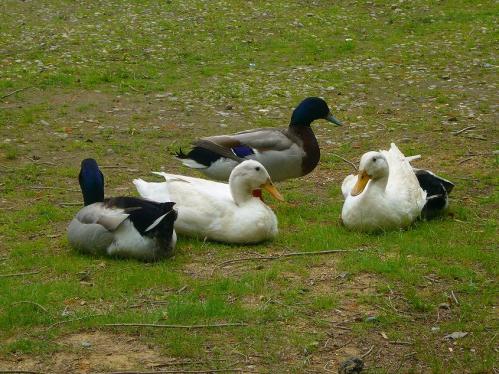 トンボ池公園_鴨