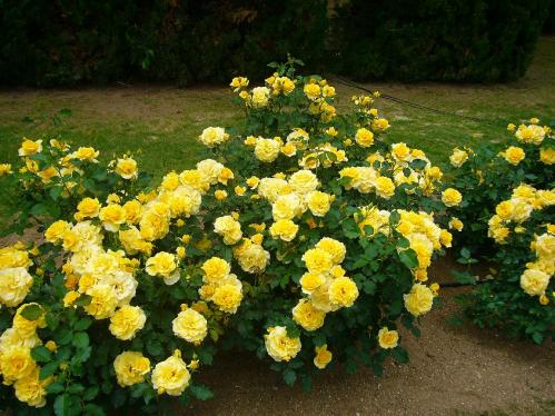 トンボ池公園_バラ３