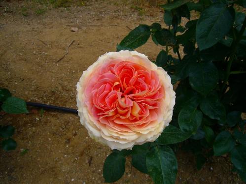 トンボ池公園_バラ４