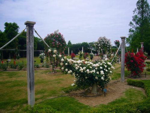 トンボ池公園_バラ２
