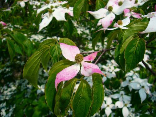 いよやか_はなみずき