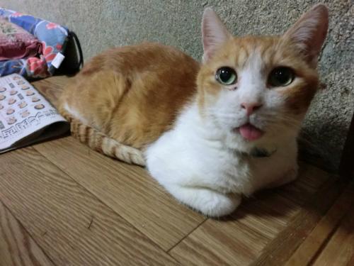 ポン助_上目使い