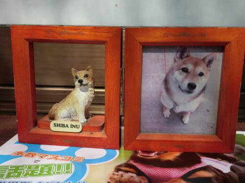 ドッグリゾート犬山_柴犬のやつ