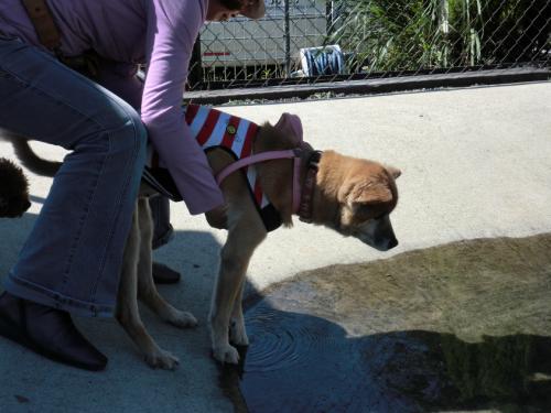 ドッグリゾート犬山_へっぴりラン