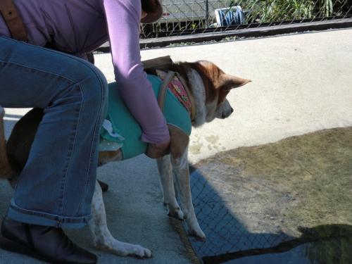 ドッグリゾート犬山_へっぴりレナ