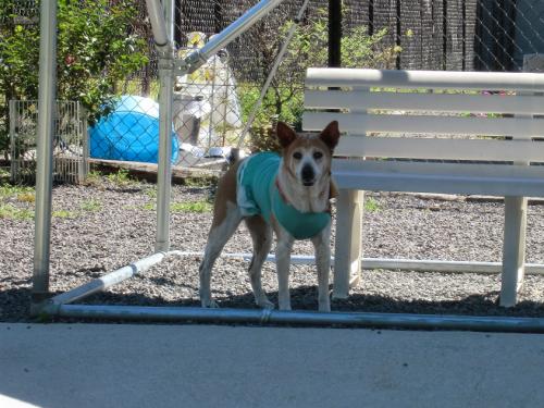 ドッグリゾート犬山_レナ日陰