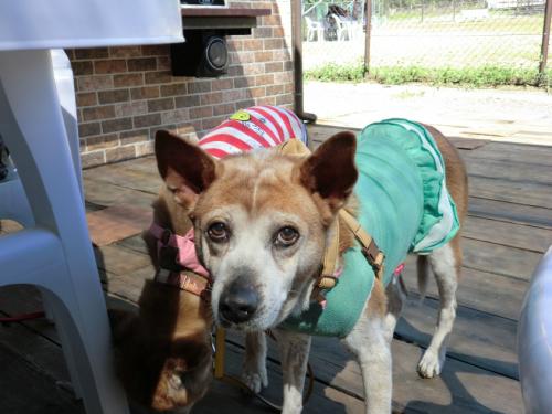 ドッグリゾート犬山_レナアップ