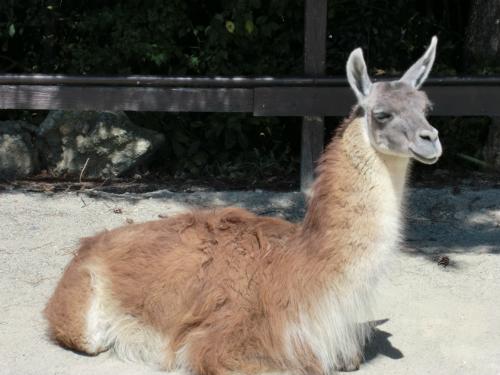 リトルワールド_リャマ