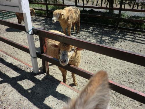 リトルワールド_ひつじ