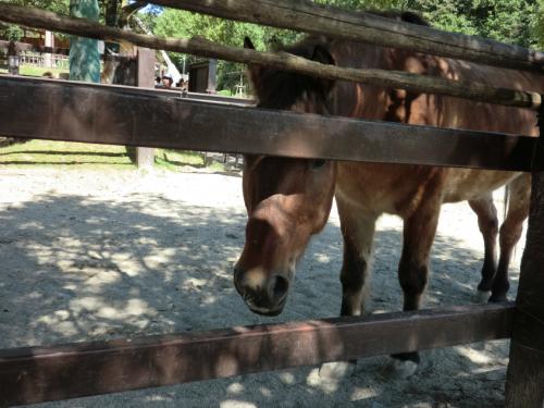 リトルワールド_馬