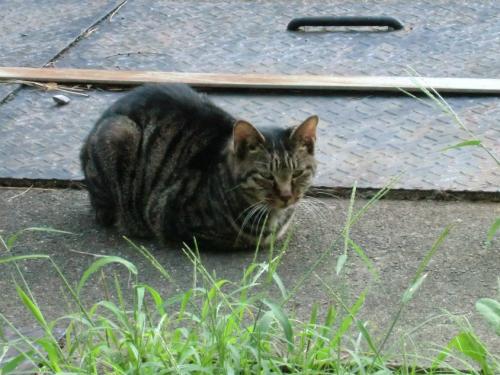 名城公園_キジネコ