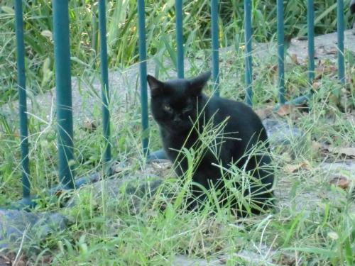 名城公園_黒猫２