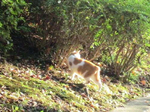 名城公園_トラぶち歩き