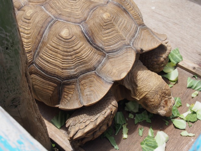 サンメッセ日南のカメ