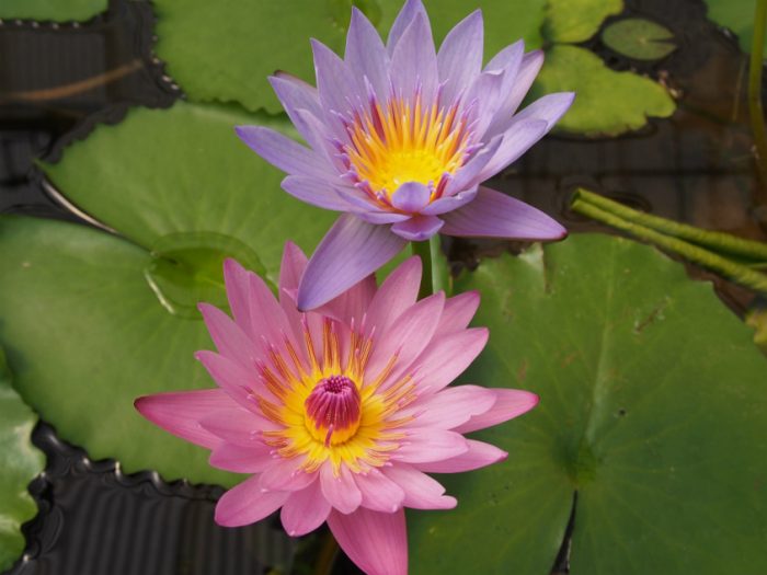 別府地獄めぐり 海地獄の花