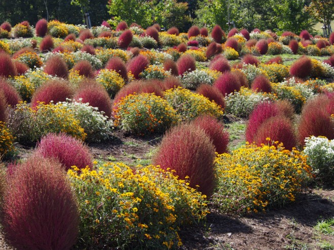 コキアパーク紅葉