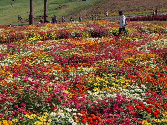 コキアパークカラフルな花
