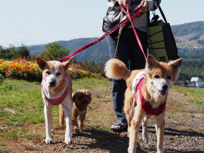 コキアパーク犬連れ