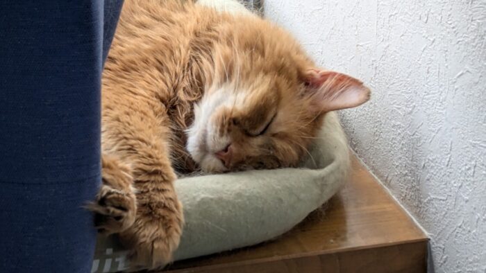 猫の梅雨対策7つのポイント アイキャッチ