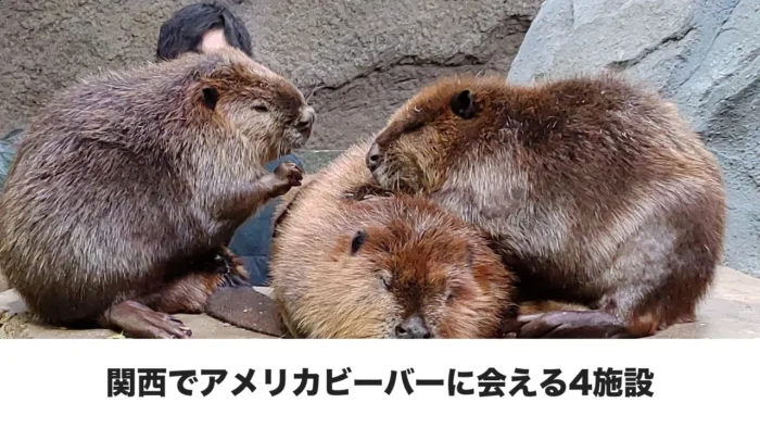 神戸どうぶつ王国のアメリカビーバー3頭とタイトル文字