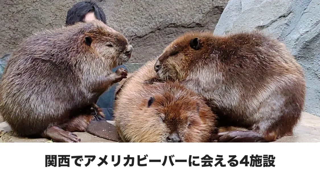 神戸どうぶつ王国のアメリカビーバー3頭とタイトル文字