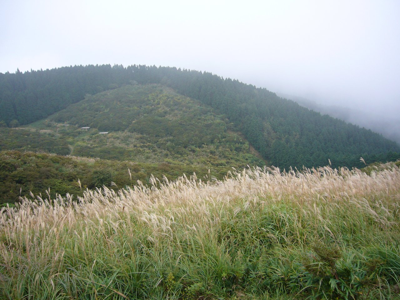 葛城山のススキと霧の山並み
