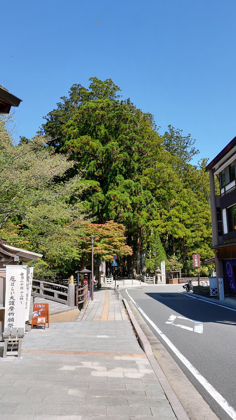 10月初めの高野山の通りと杉木立