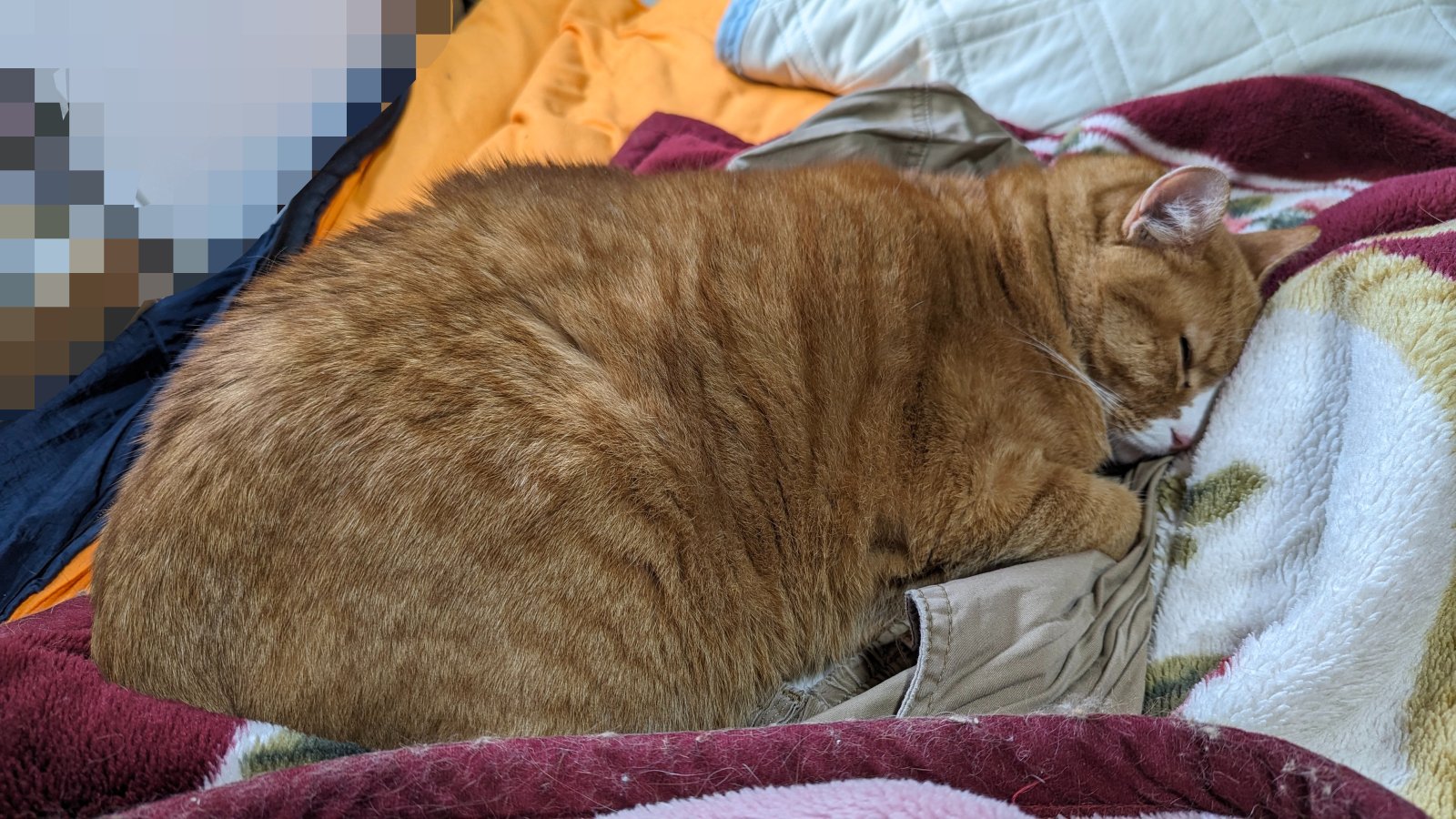 病院に行く当日、ずっと寝ているライ