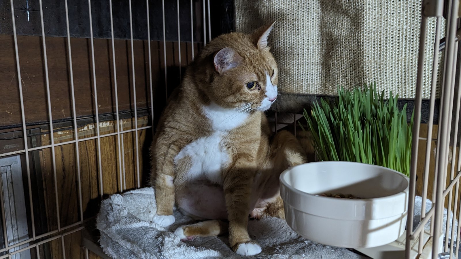 退院2日後、元気になったライ