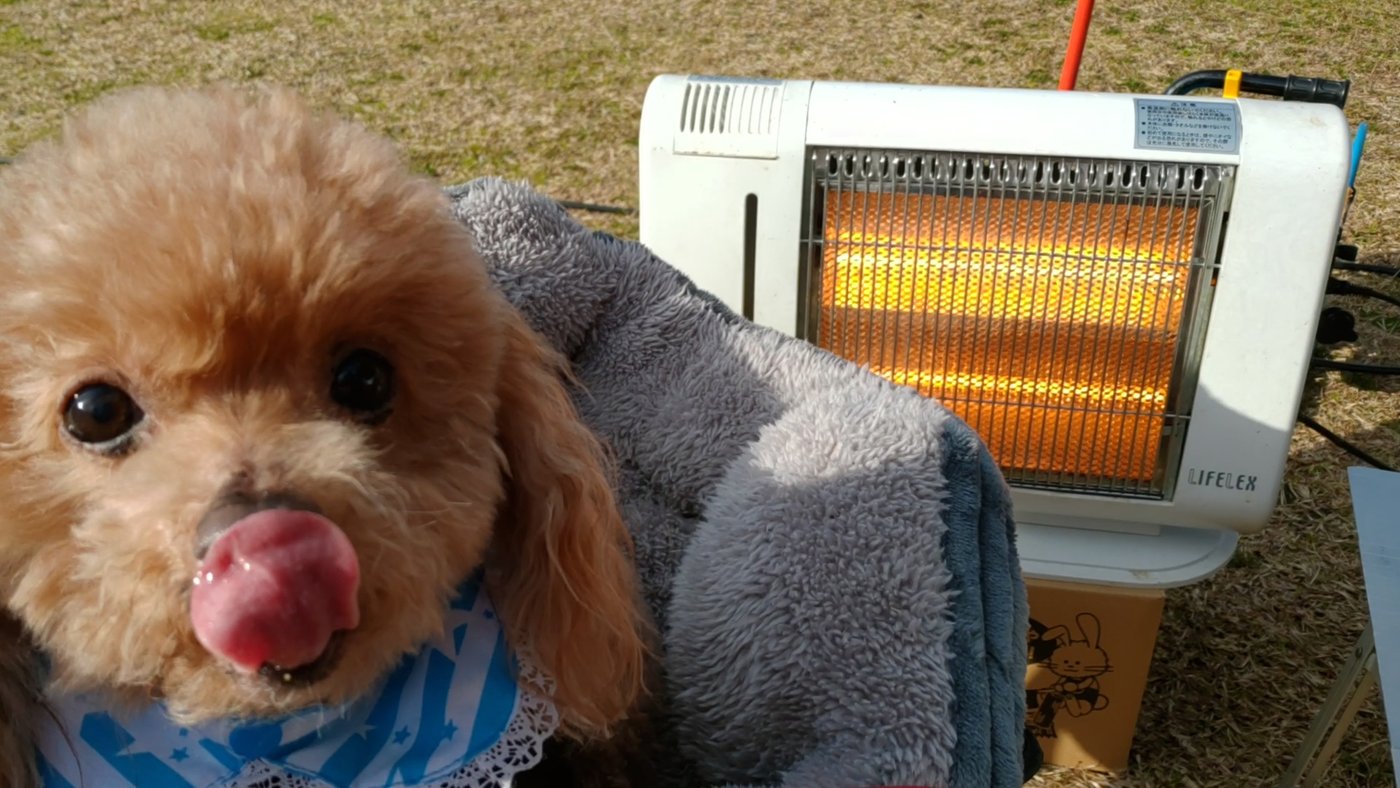電気ストーブの前でくつろぐトイプードル
