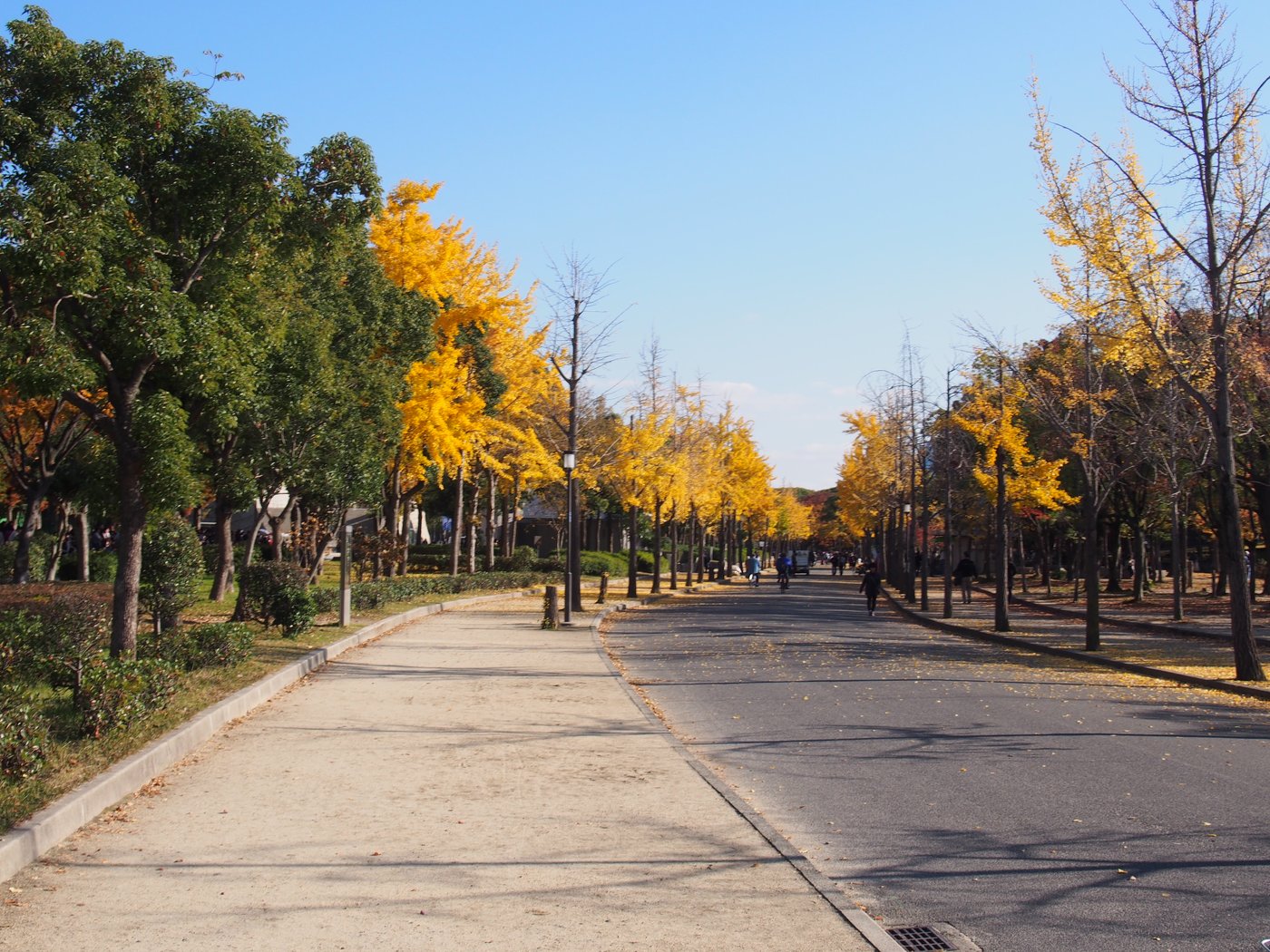 大阪城公園の中の道沿いのイチョウ