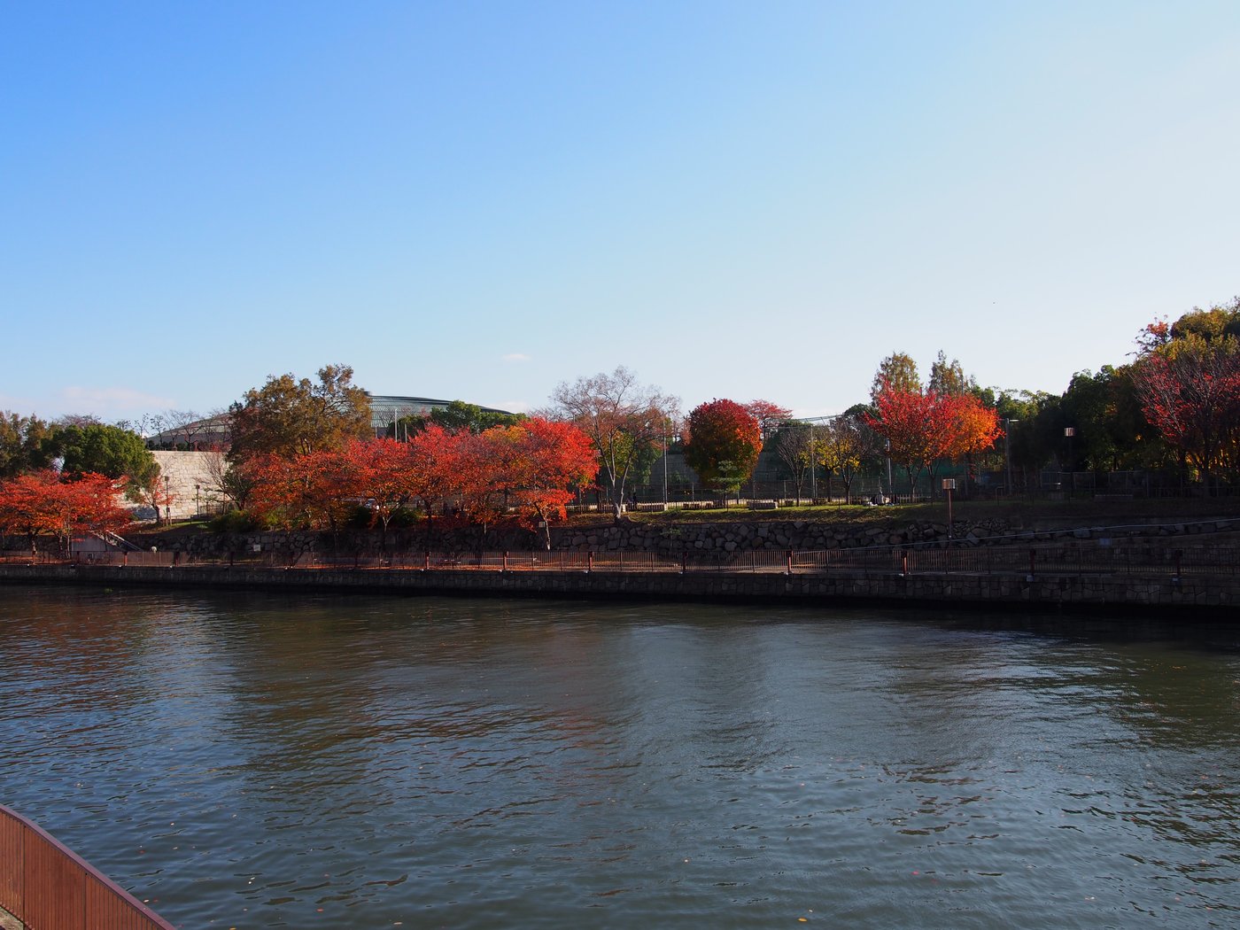 新鴫野橋から見た寝屋川沿いの紅葉