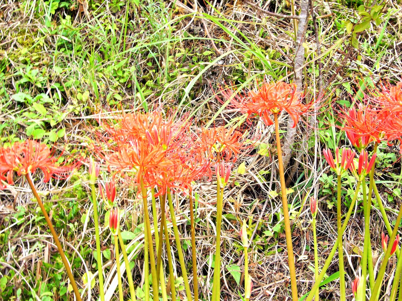 曽爾高原の道の脇に咲く彼岸花