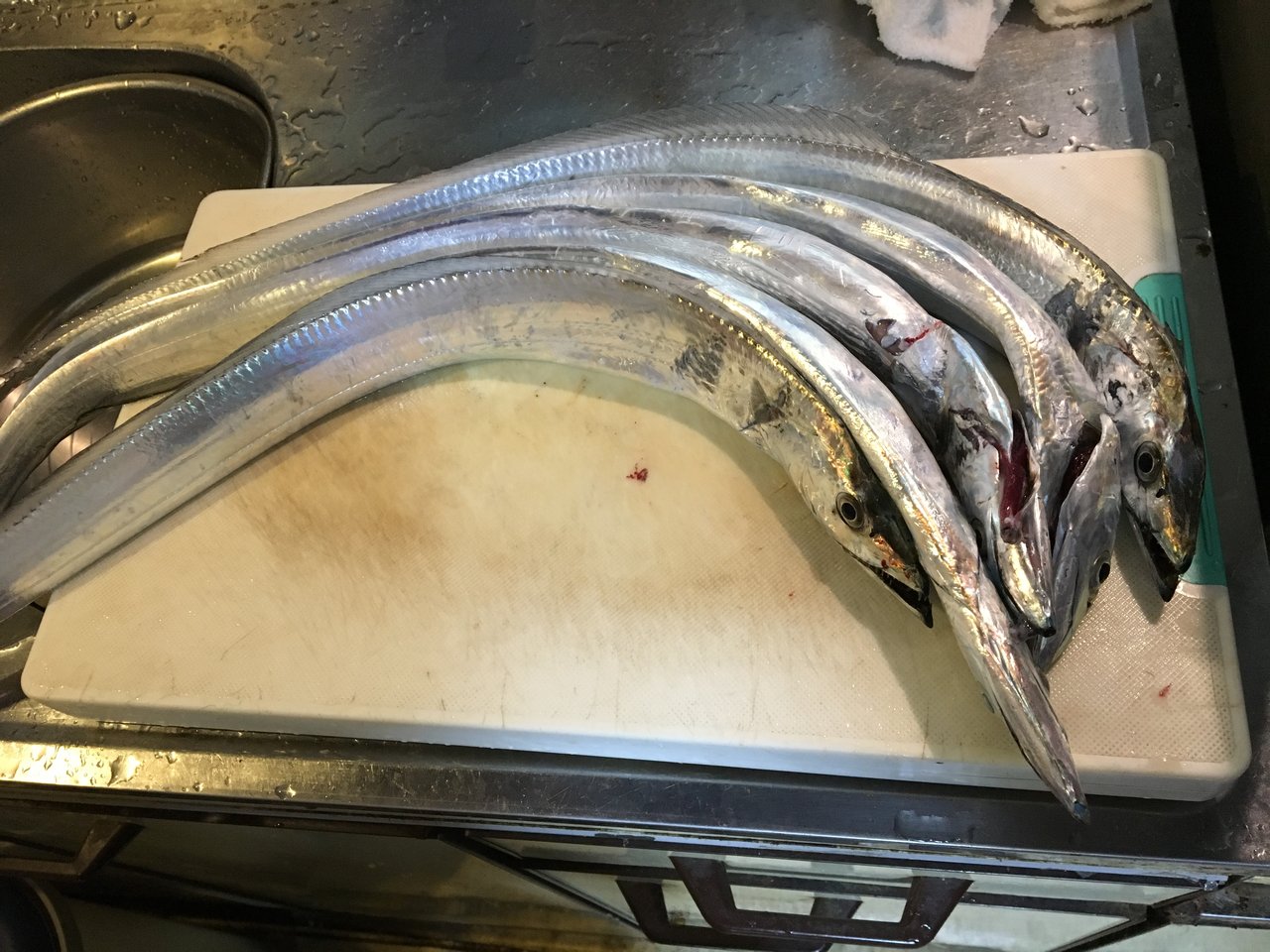 泉南でウキ釣りで釣ったタチウオ