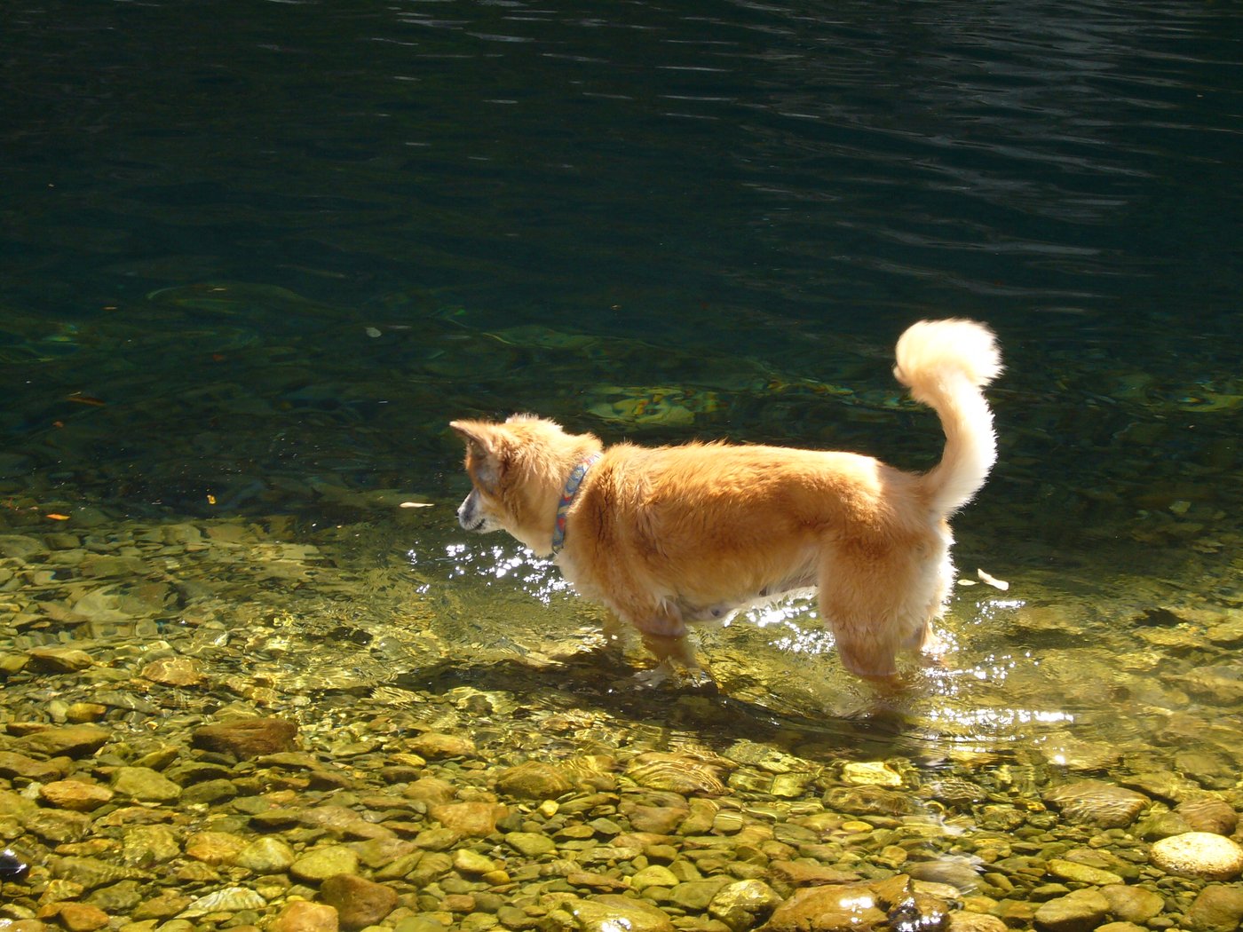 十津川の澄んだ水に入る犬