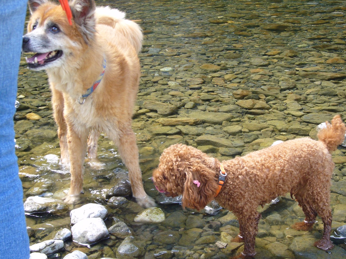 浅瀬で並ぶ犬とトイプードル