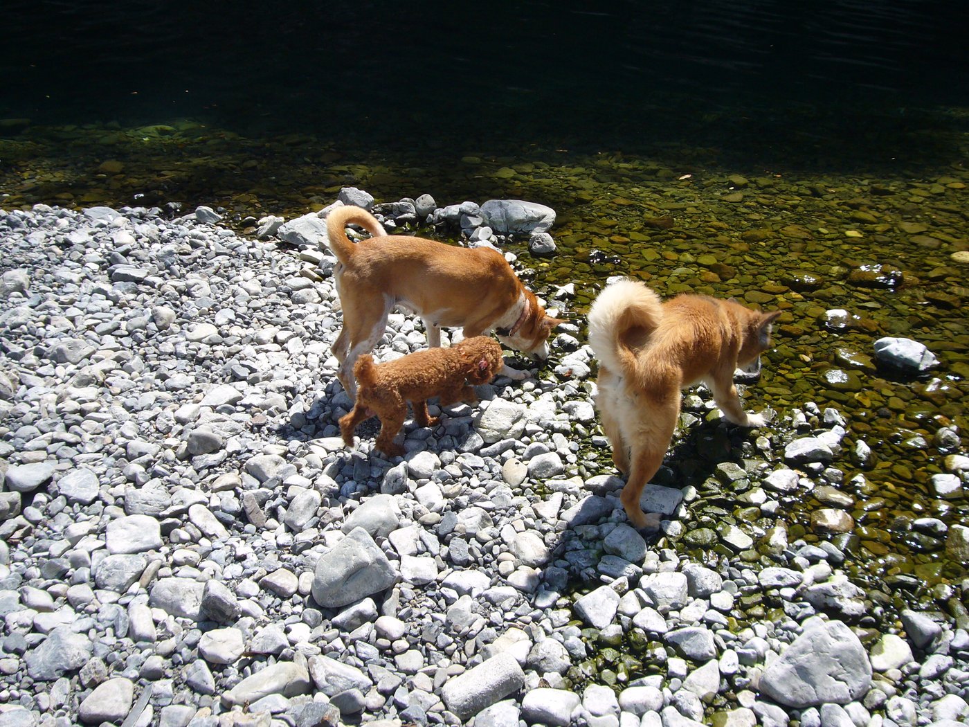 十津川の河原を歩く3匹の犬