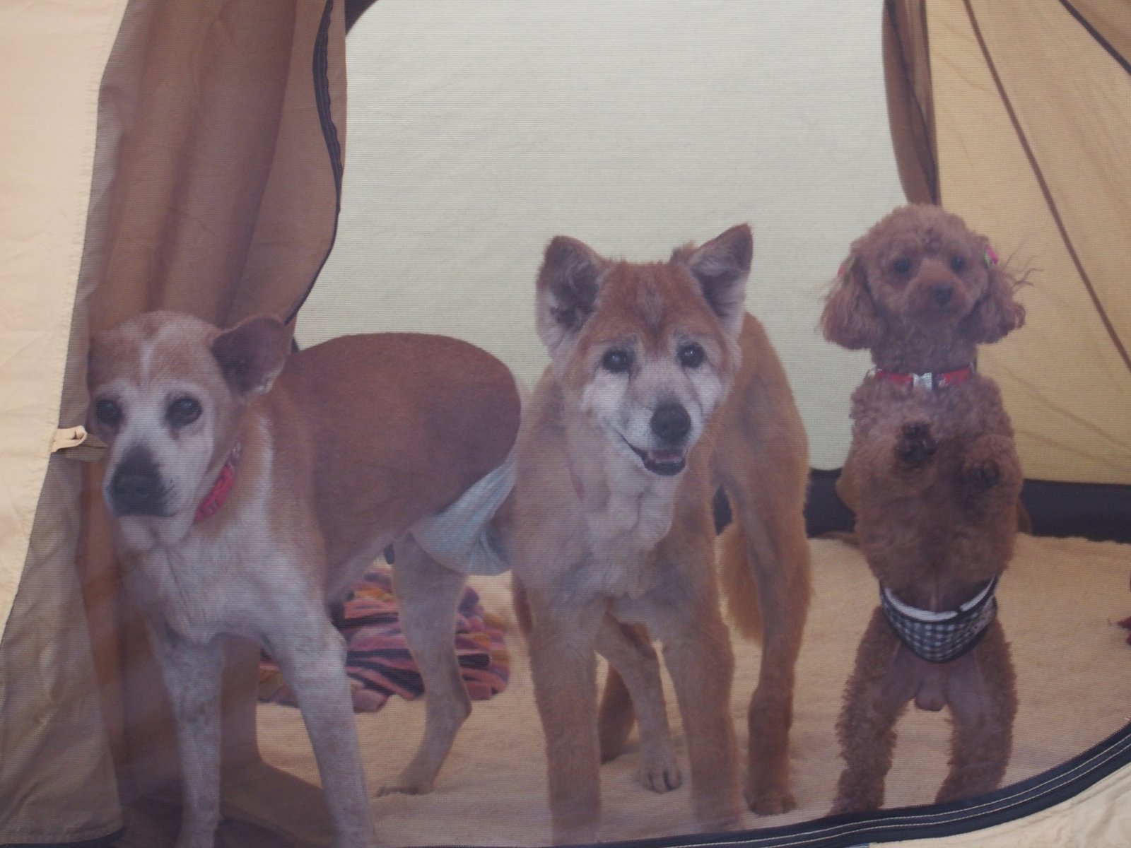 テントの中にいる犬3頭(2014年5月)