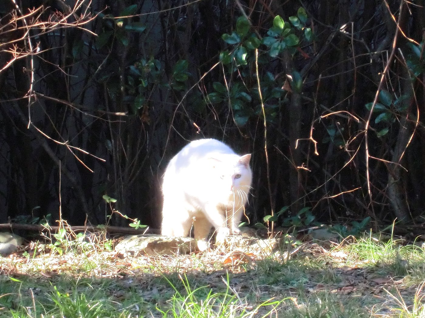 じゃのひれオートキャンプ場で見かけた白い猫（2013年1月12日）
