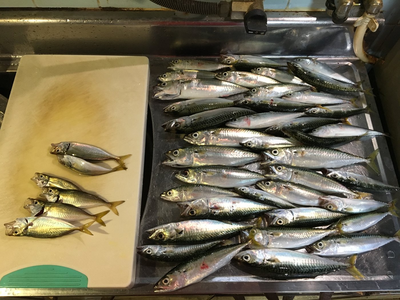 貝塚人工島のサビキで釣れたサバとアジ