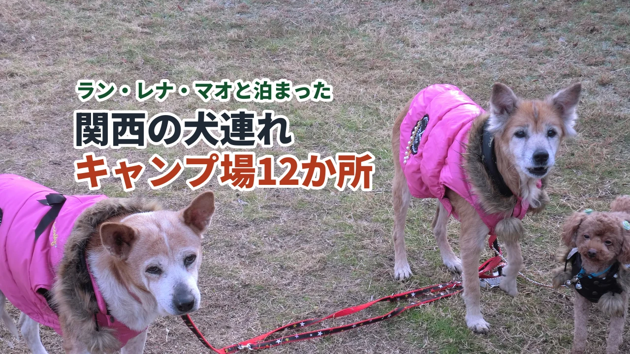 関西の犬連れキャンプ場12か所(おそろいの服を着たレナ・ラン・マオ)