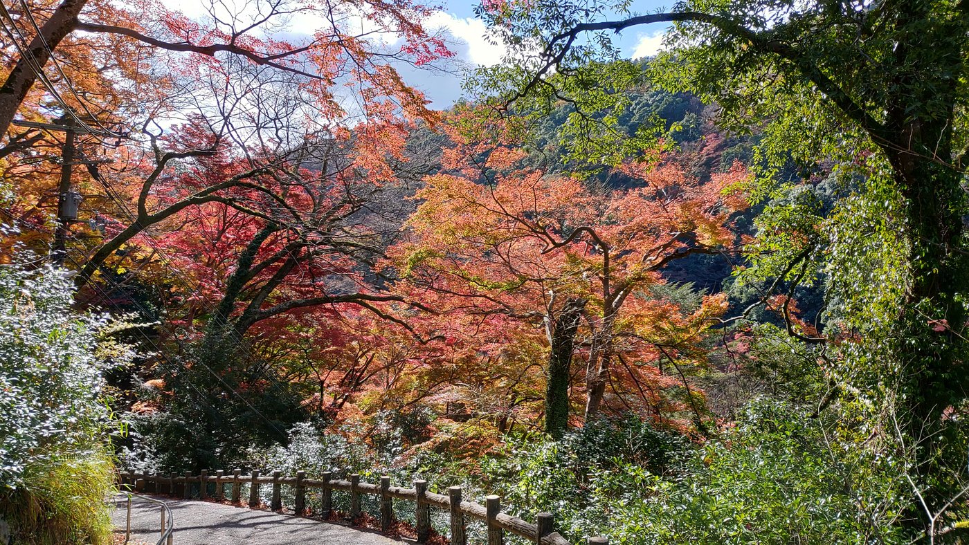 箕面大滝の近くの道と紅葉（2020年12月）